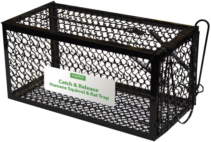Buy the Harris STLIVE Squirrel & Rat Trap Hardware World