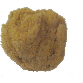 6in. Natural Sea Sponge