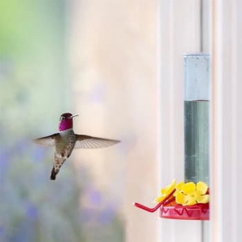 Hummingbird Feeder, Window Mount 8 Ounce