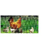 Poultry Hex Netting 36" x 150 Ft ~  2" x 20 Gauge 