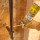 DAP Touch N'Foam Mouse Shield Expanding Foam Sealant - 12 oz Cans