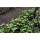 Easy Gardener Garden Netting - 14 x 45 Ft