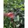 Corona ClassicCUT Forged Bypass Pruner - 3/4"